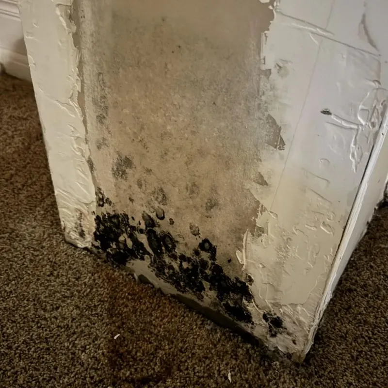 Professional Mold Removal in Calistoga, CA